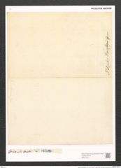 Nitzschia weissflogii Grun. (de-Toni-Nr.: Genus 47, Species 2061) Zeichnungen Sammlung Grunow (NHMW-BOT-W0371911)